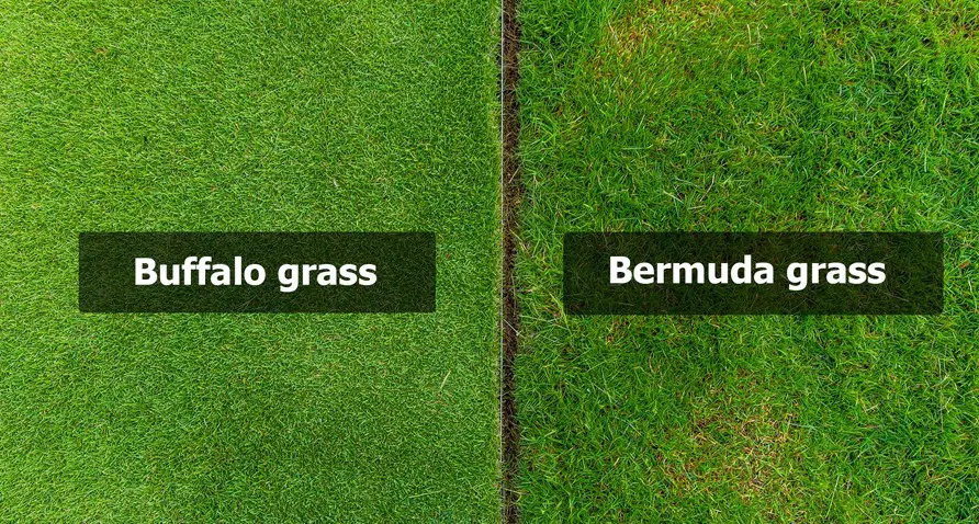 Buffalo Grass vs Bermuda Grass: Benefits & Prof Recommendation