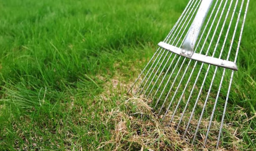 Pros And Cons Of Dethatching Lawn: Best Tips & Reccomendation