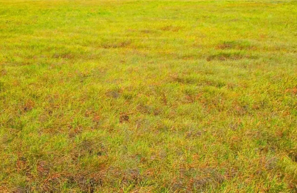 Why is my st augustine grass turning yellow: the best guide of 2022