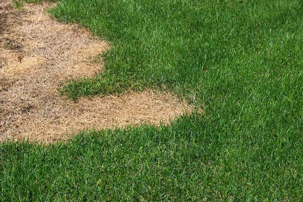 Will grass spread to bare spots: The Complete Guide 2022