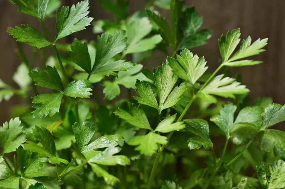 How to harvest parsley without killing the plant: best tips in 2022