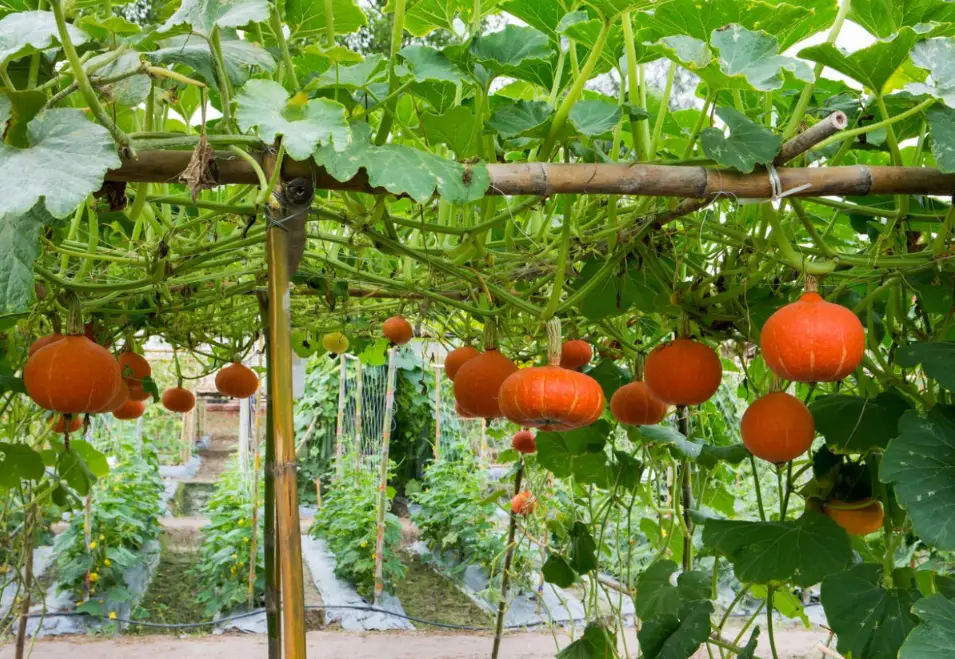 Vertical pumpkin growing: best tips for amazing results in 2022