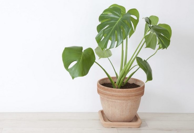 repotting monstera in winter