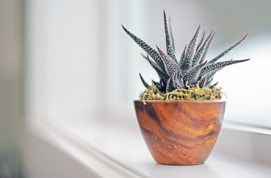 How to keep indoor plants warm in winter: Prof Recommendations