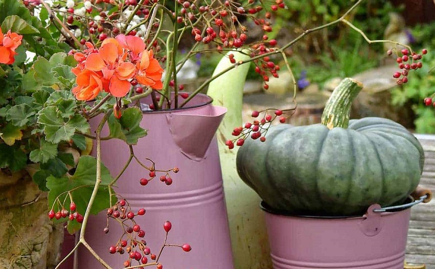 Growing pumpkin in a pot