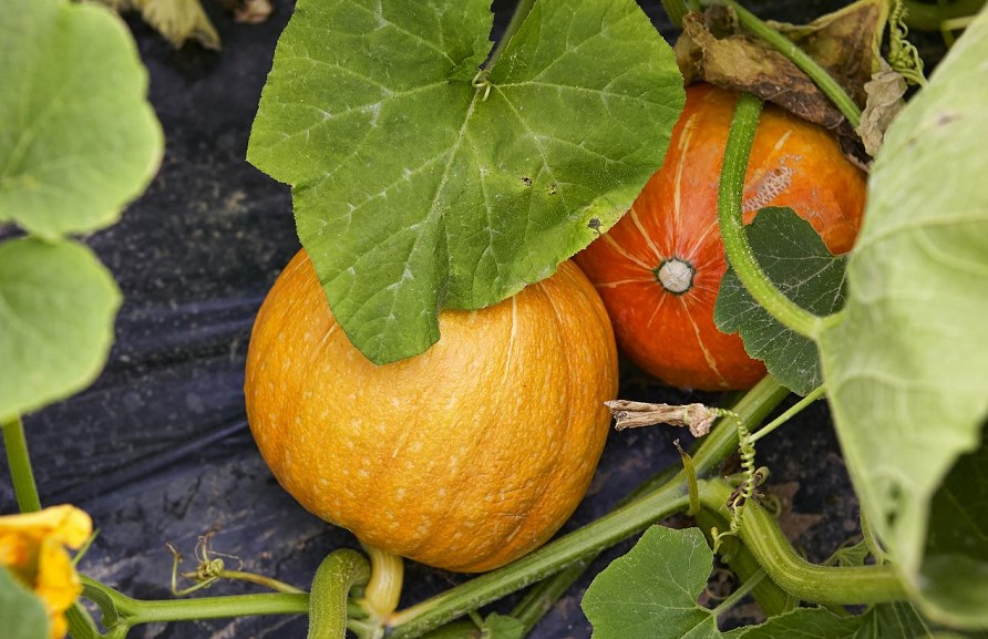 How To Growing Pumpkin In A Pot: Easy Tips & Recommendations