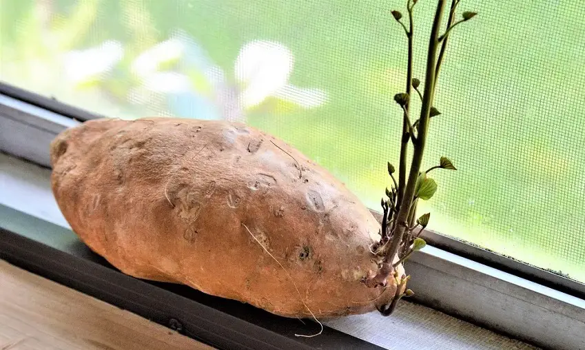 How to plant a sweet potato