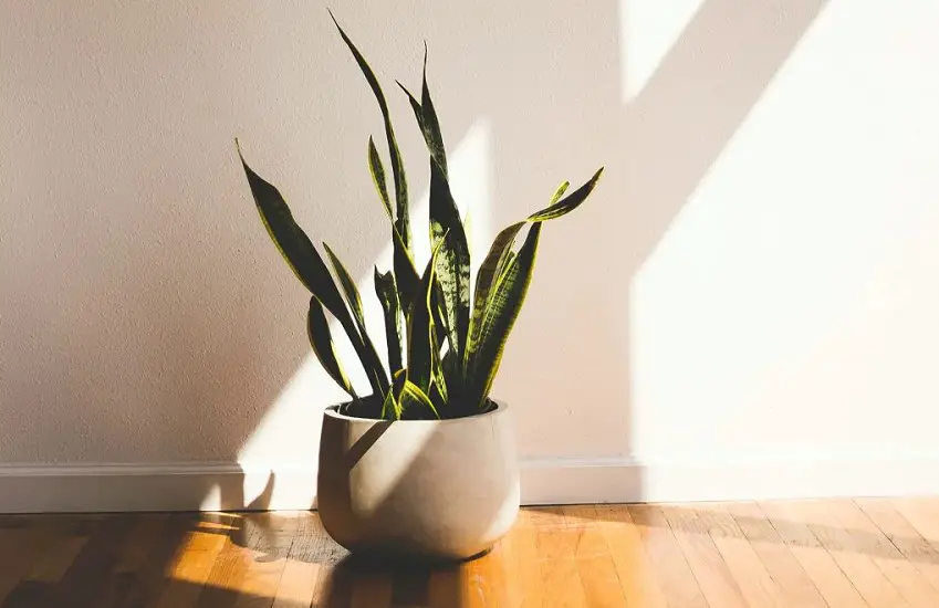 how to keep indoor plants warm in winter