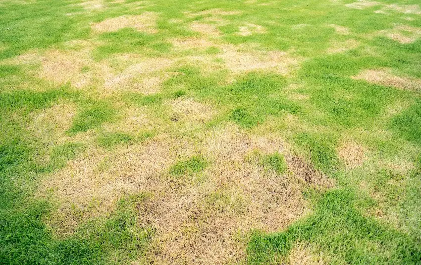 How to tell if your lawn needs lime