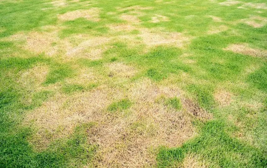 how-to-tell-if-your-lawn-needs-lime-best-helpful-tips