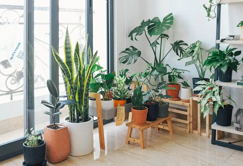 How to keep indoor plants warm in winter Prof