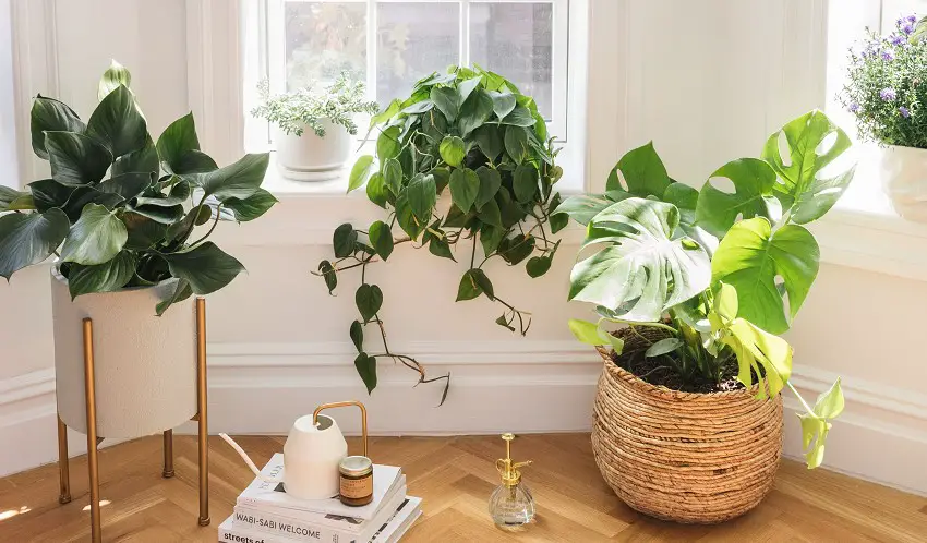 How to keep indoor plants warm in winter: Prof Recommendations