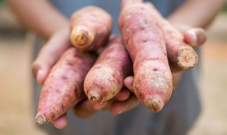 How to plant a sweet potato: Useful tips and Recommendations