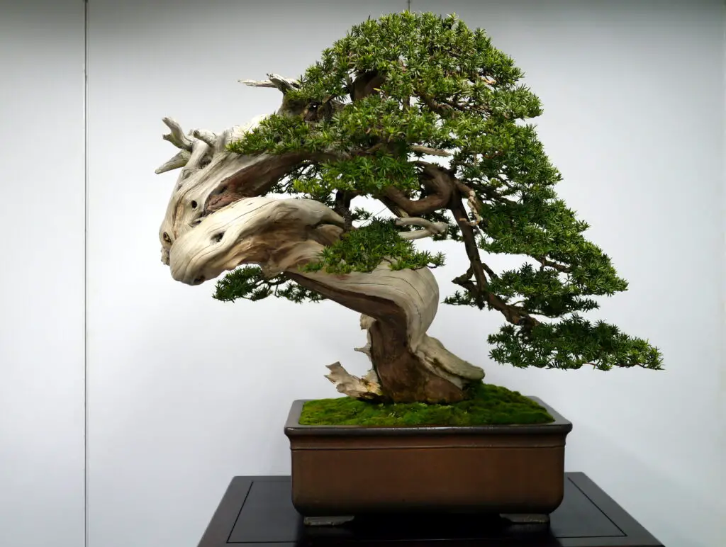 juniper bonsai winter care