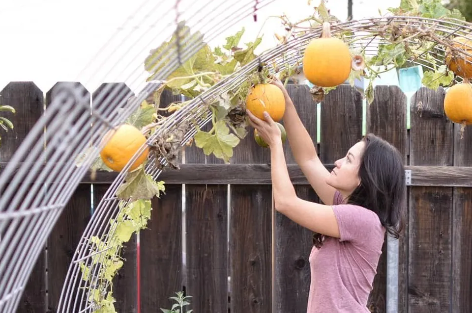 Vertical pumpkin growing: best tips for amazing results in 2022