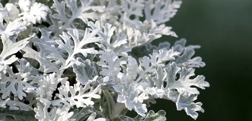 Dusty miller winter care - best ways to protect the plant 2022