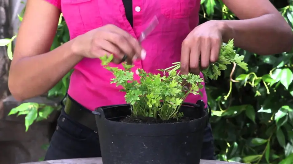 How to harvest parsley without killing the plant: best tips in 2022