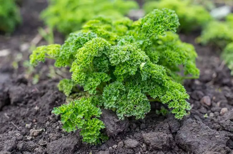 How to harvest parsley without killing the plant best tips in 2022