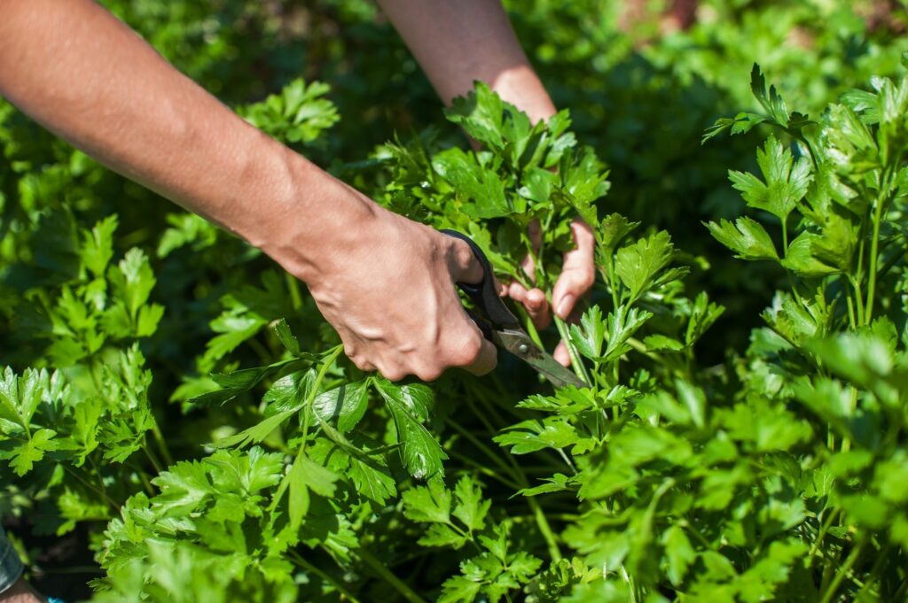 5 basic tips on how to harvest cilantro