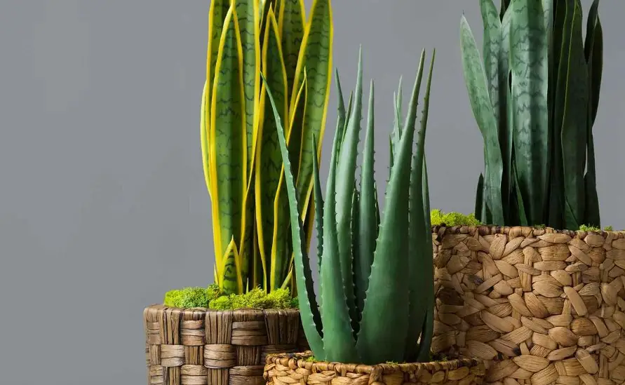 sansevieria varieties