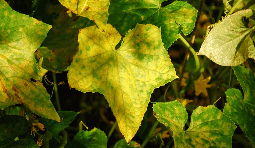 Cucumber Leaves Turning Yellow: Top 10 Reasons & Helpful Tips
