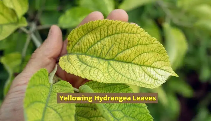 Hydrangea leaves turning yellow: Top Tips