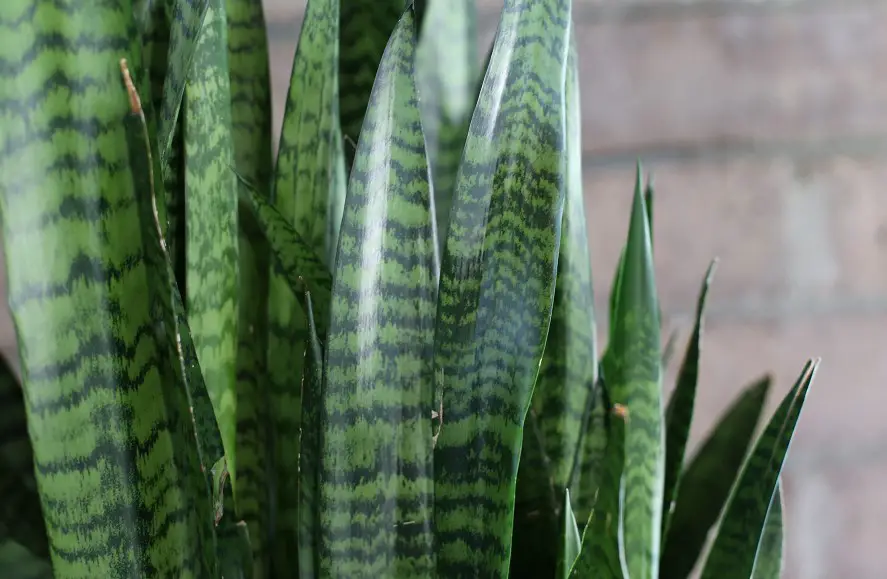 26 Best Sansevieria Varieties: Recommendations & Prof Tips