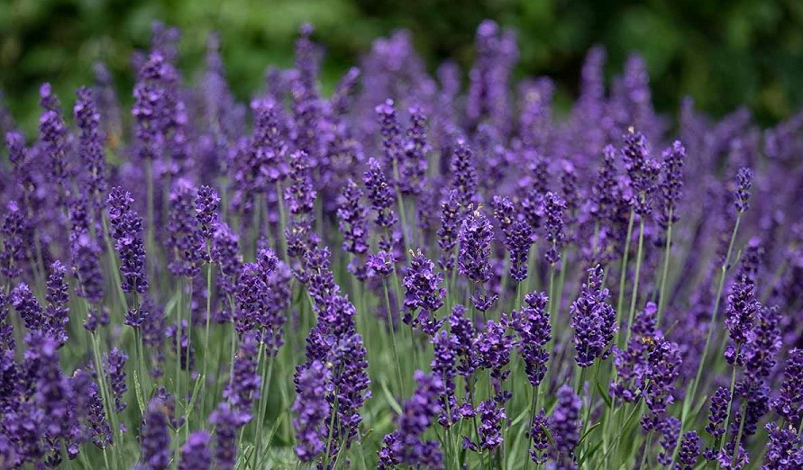 Lavender Cold Tolerance: Best Helpful Tips & Review