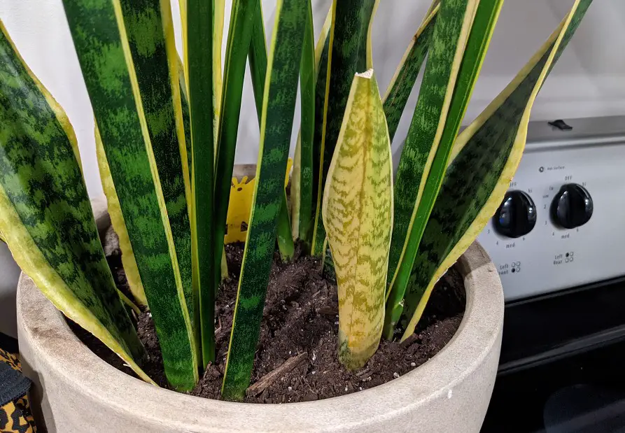 11 Causes Snake Plant Yellow Leaf: Best Helpful Tips