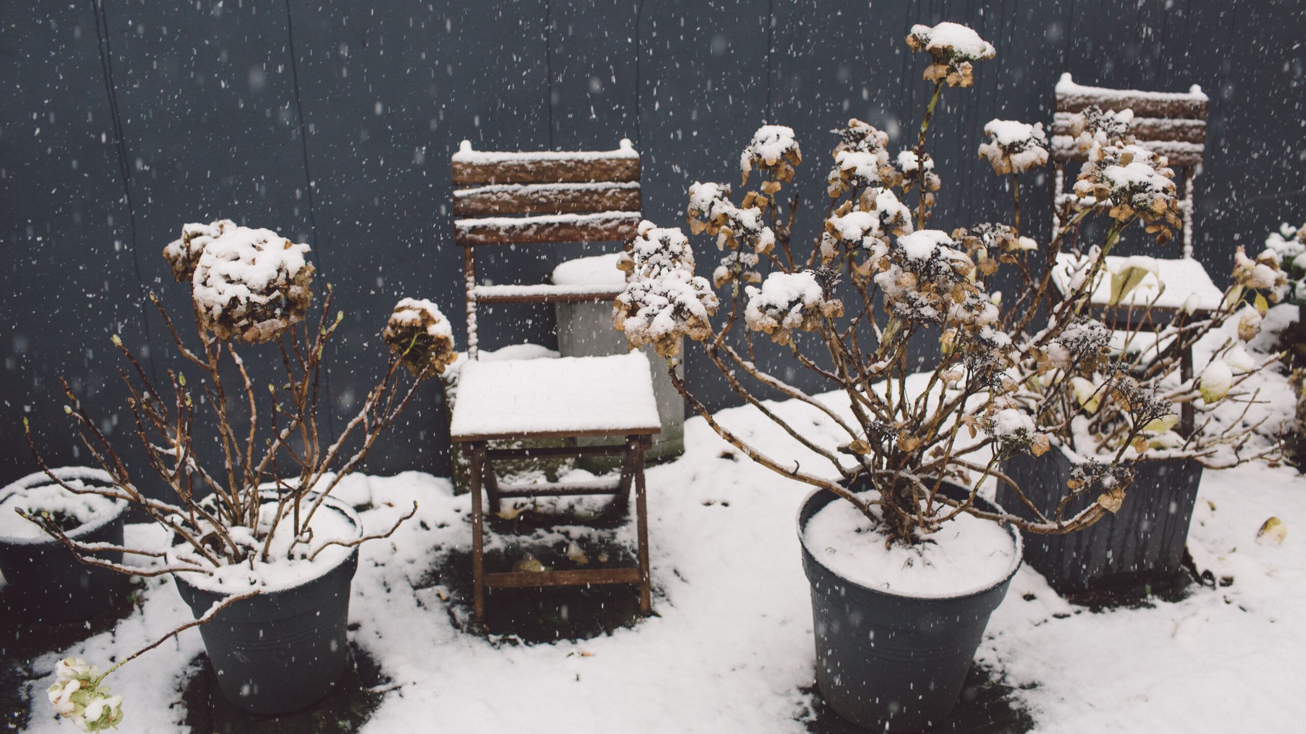 5 basic tips on how to keep outdoor plants alive in winter