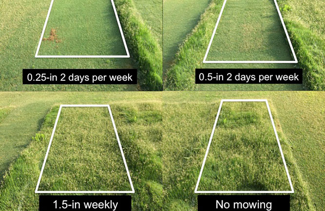 Bermuda Grass Maintenance