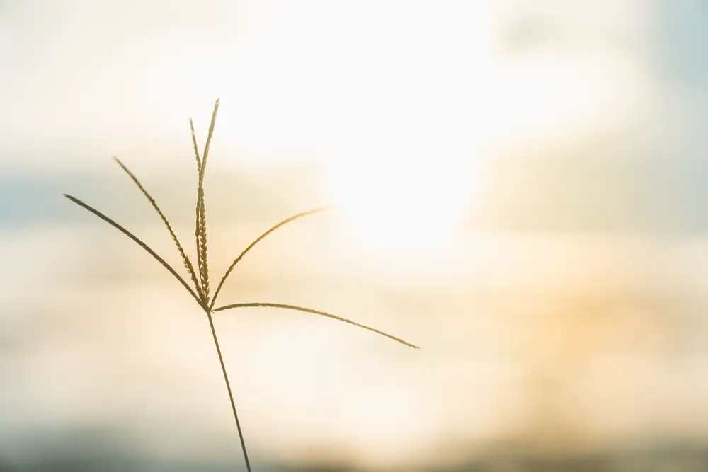 Bermuda Seed Head