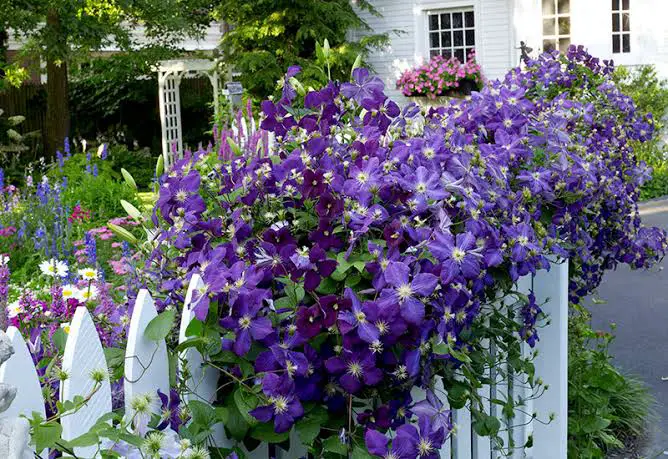 How to Prune Clematis Properly