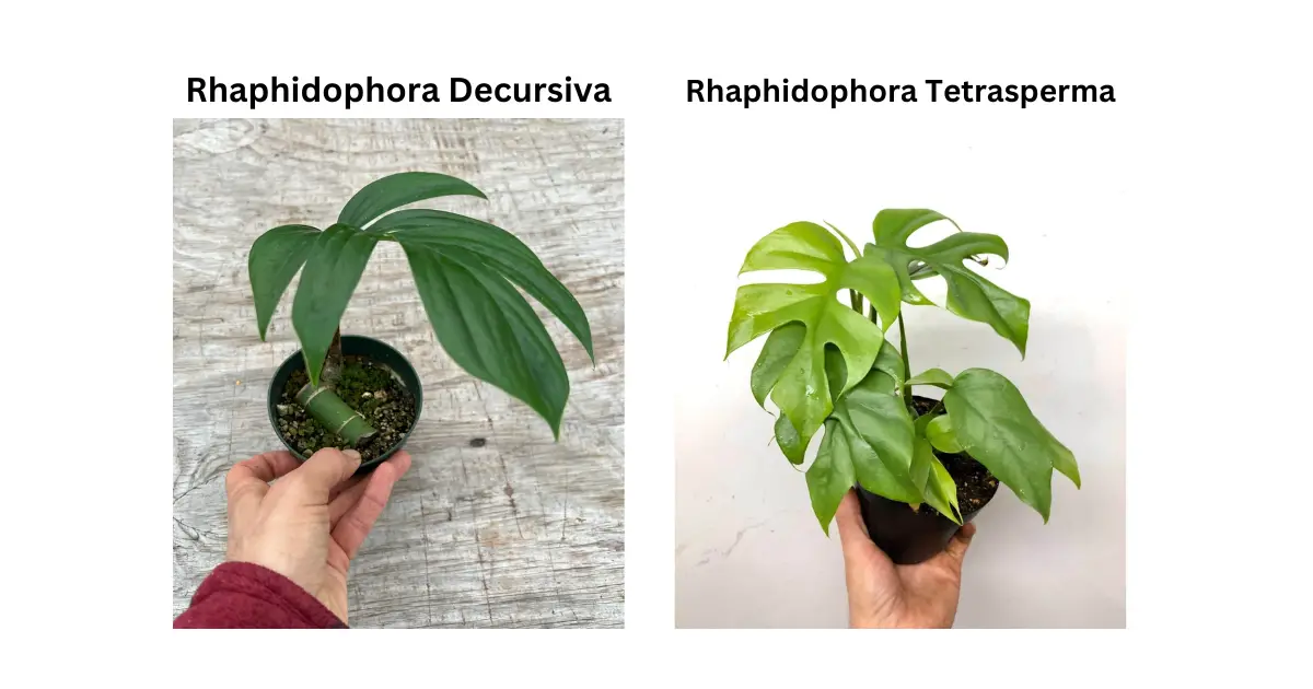 Tetrasperma and Rhaphidophora decursiva