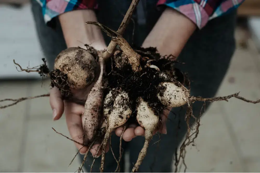 Will Dried Out Dahlia Tubers Grow