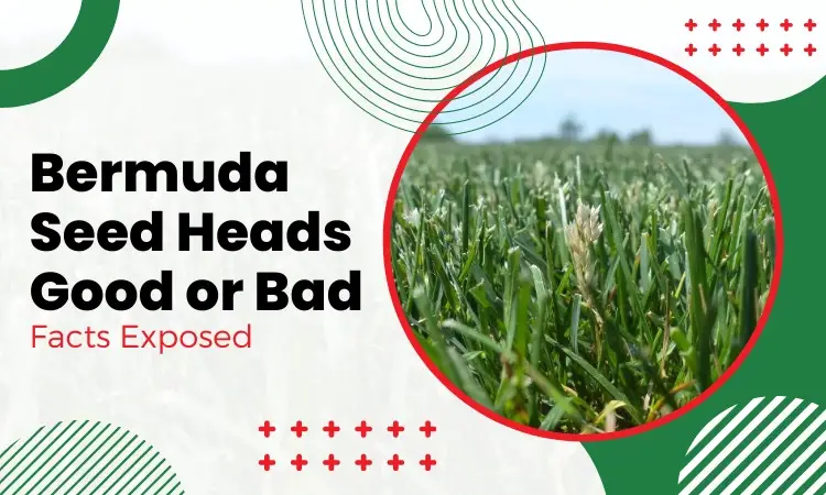 bermuda seed heads good or bad