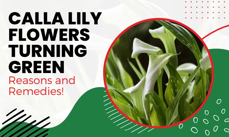 calla lily flowers turning green
