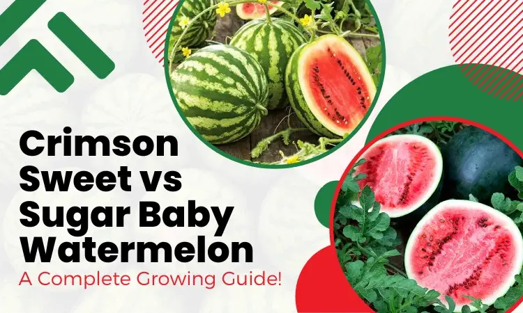 crimson sweet vs sugar baby watermelon