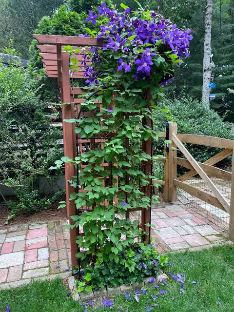 my clematis only flower at the top