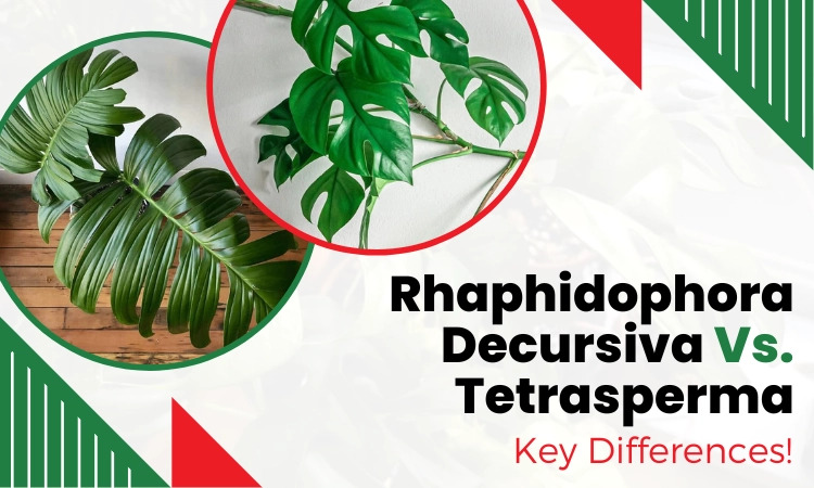 rhaphidophora decursiva vs tetrasperma