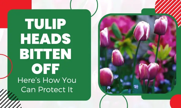 tulip heads bitten off