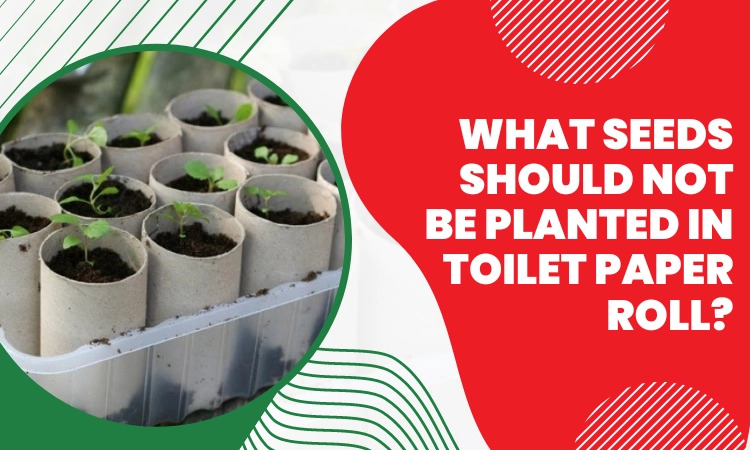 what seeds should not be planted in toilet paper roll