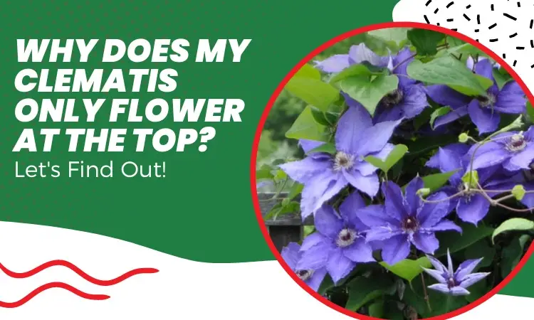 why does my clematis only flower at the top