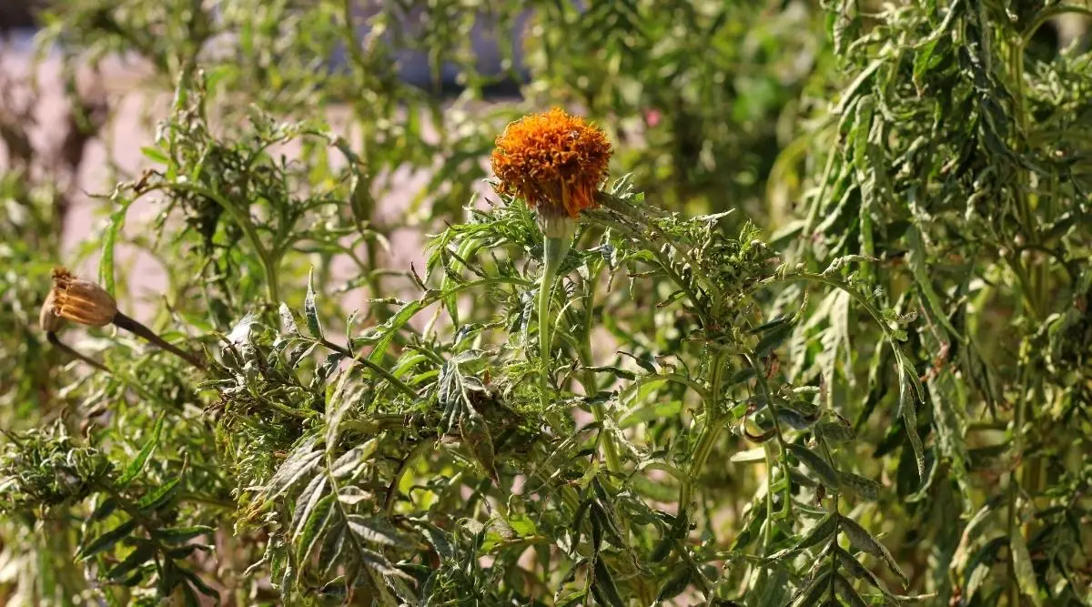 Do Marigold Plants Recover From Transplant Shock