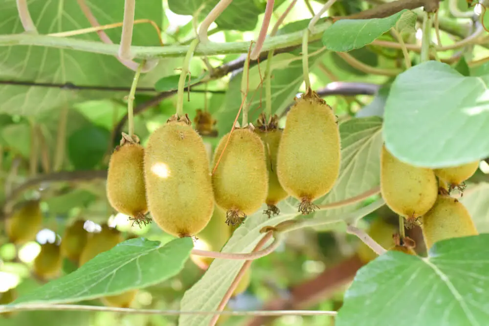 Leaves Turning Yellow