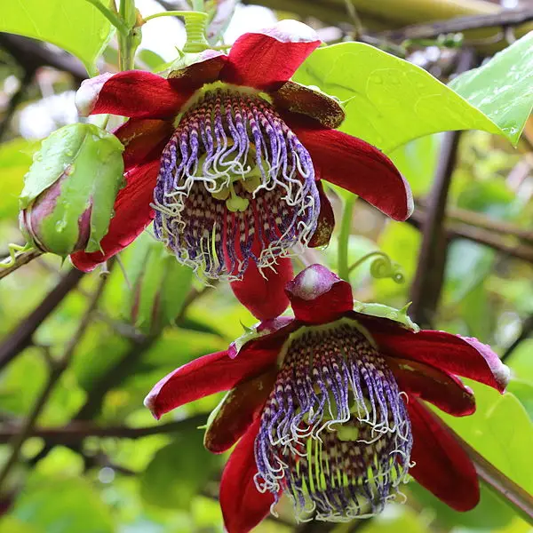 Passiflora alata