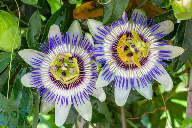 Passiflora caerulea