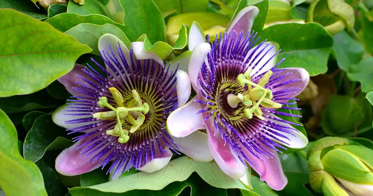 Passiflora incarnata