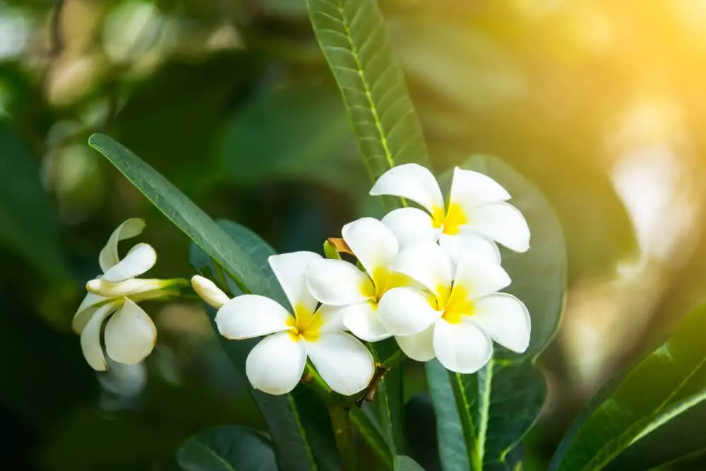 Treatment for Plumeria Stem Wrinkled