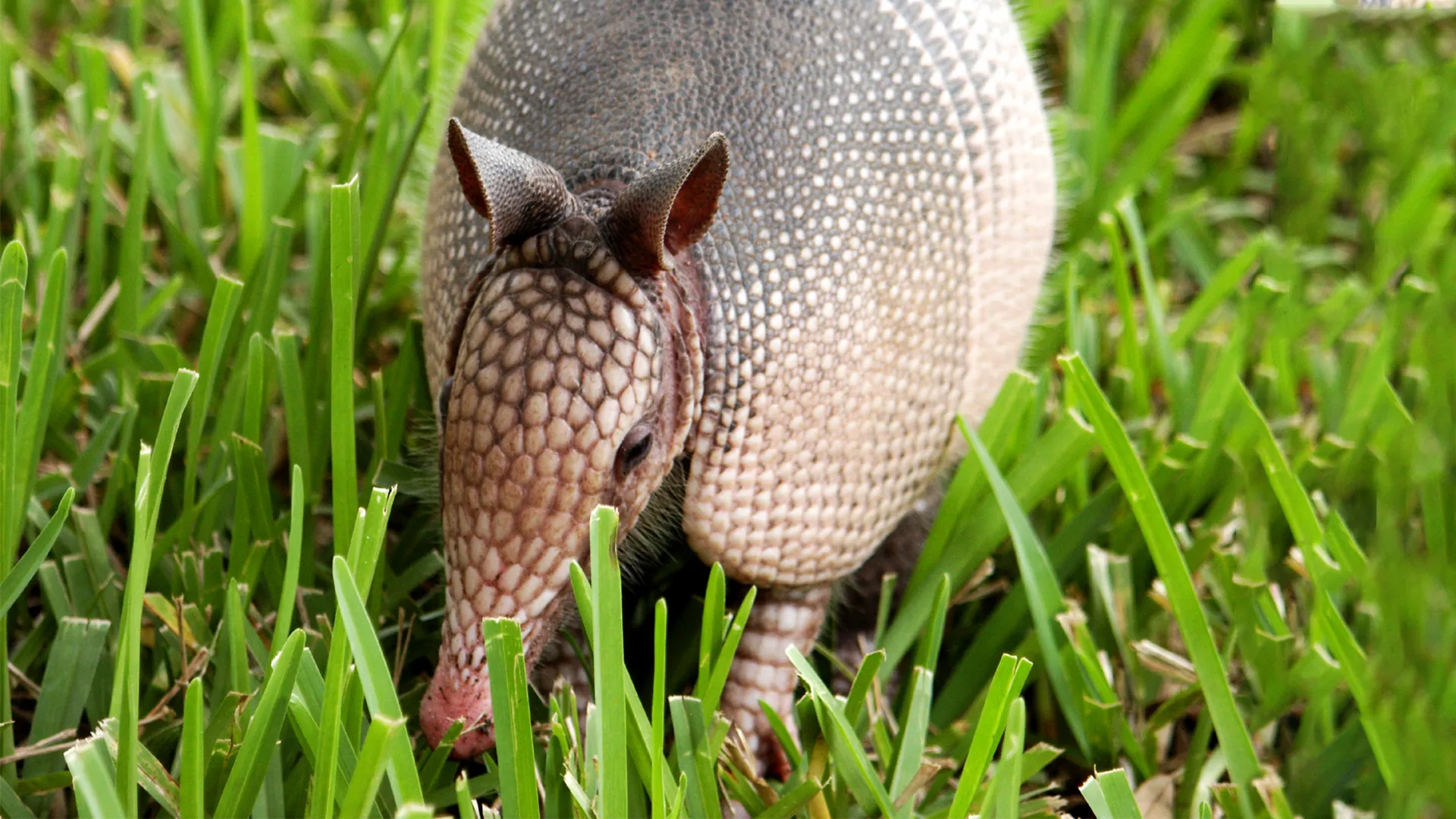 What Animals Do Coffee Grounds Keep Away